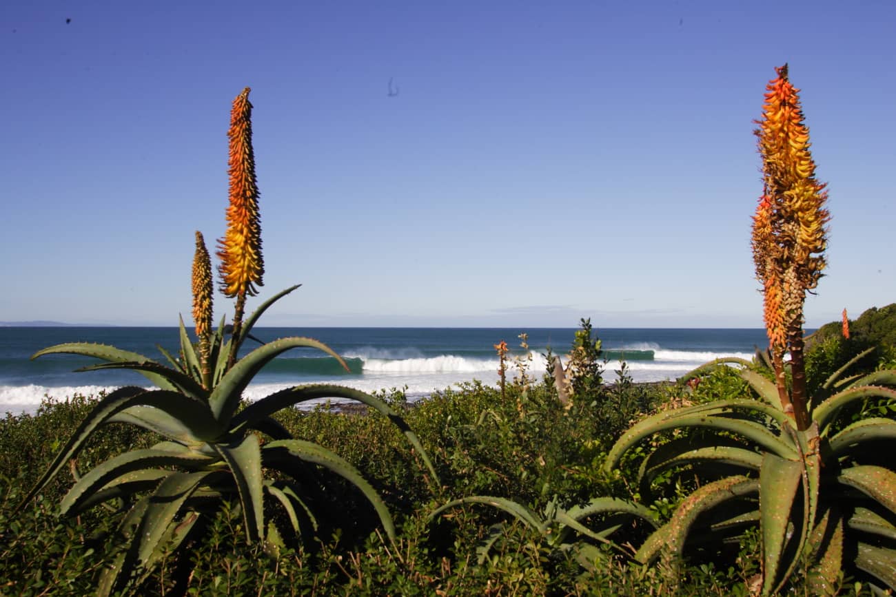 Surf AfrSudJeffreysBay Masurel